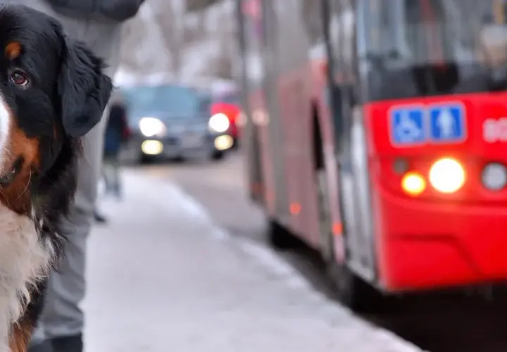 Ein Berner Sennenhund wartet geduldig am Straßenrand, während ein roter Bus vorbeifährt. Vielleicht sind diese Hunde im Bus unterwegs zu einem Abenteuer.