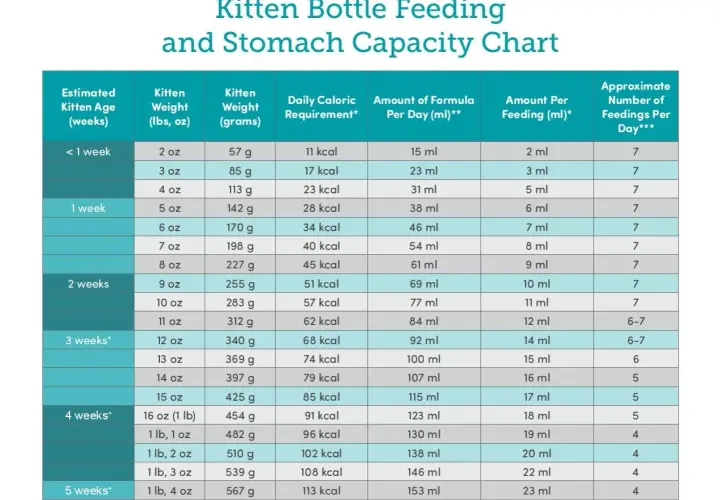 Kitten bottle feeding and stomach capacity chart showing age, weight, caloric needs, and formula amounts per day and feeding.