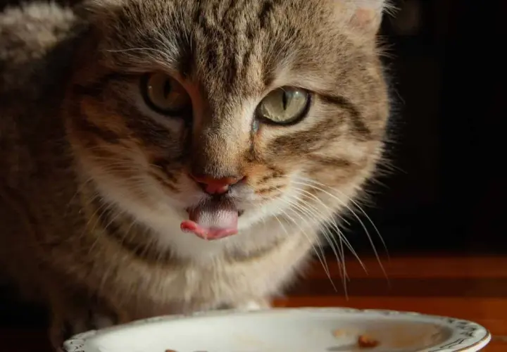 Gato atigrado saborea su pienso salvaje con la lengua fuera.