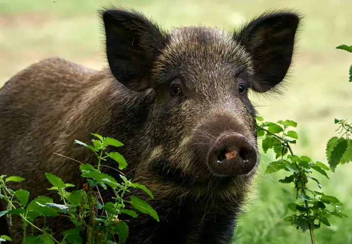 Un jeune bébé sanglier, curieux, émerge de la végétation verdoyante.