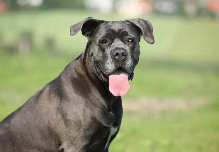 Potężny pies rasy cane corso italiano z językiem na wierzchu, siedzący na tle zielonej łąki.