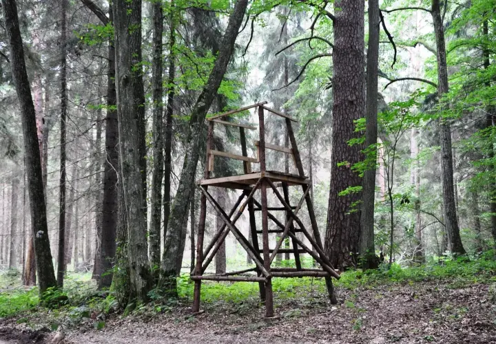 Drewniana ambona w lesie, symbol tego, jak myśliwy dba o zwierzyne, obserwując ją z ukrycia.