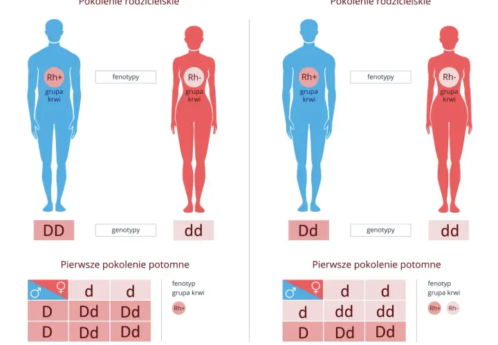 Ilustracja pokazuje dziedziczenie grupy krwi Rh. Rodzice z genotypami DD i dd mają potomstwo z genotypem Dd, co daje fenotyp Rh+.