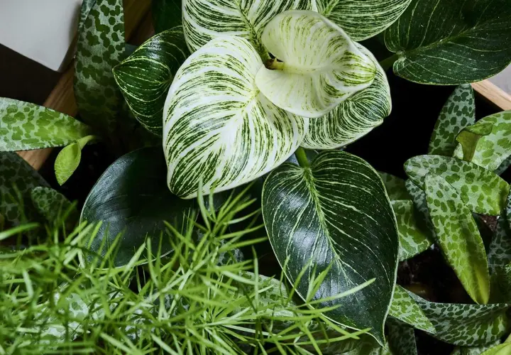 Zadbaj o lśniące liście kwiatów! Na zdjęciu bujna zieleń: Philodendron Birkin, pnącze i inne rośliny.