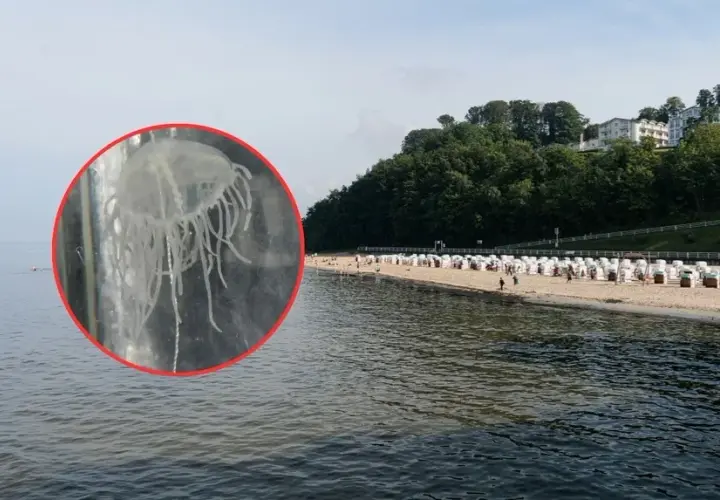 Czy meduzy w Bałtyku są groźne? Poznaj niebezpieczeństwa i zagrożenia