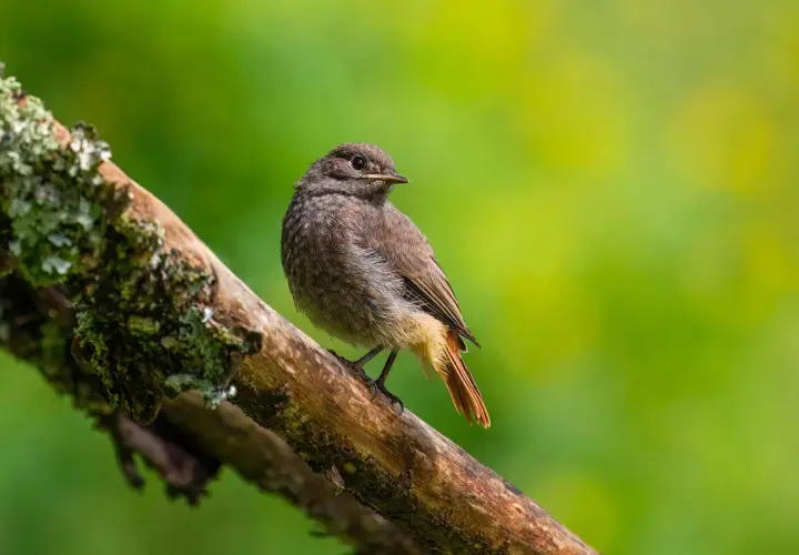 Kleiner brauner Vogel mit rostbraunem Schwanz auf einem bemoosten Ast. Hilft bei der vogelart bestimmen.