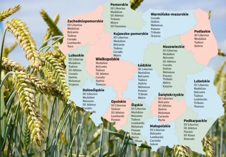Pszenżyto Tadeus na jakie gleby – najlepsze warunki uprawy dla plonów