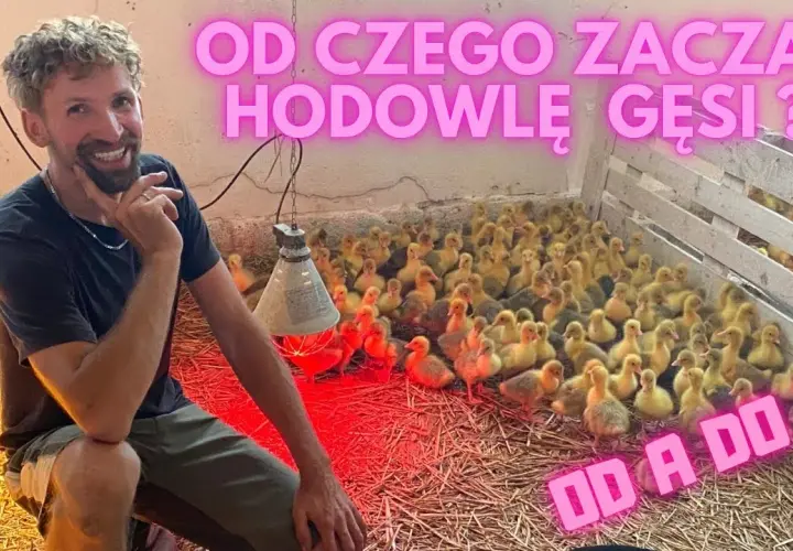 Jak rozpocząć hodowlę gęsi i uniknąć kosztownych błędów