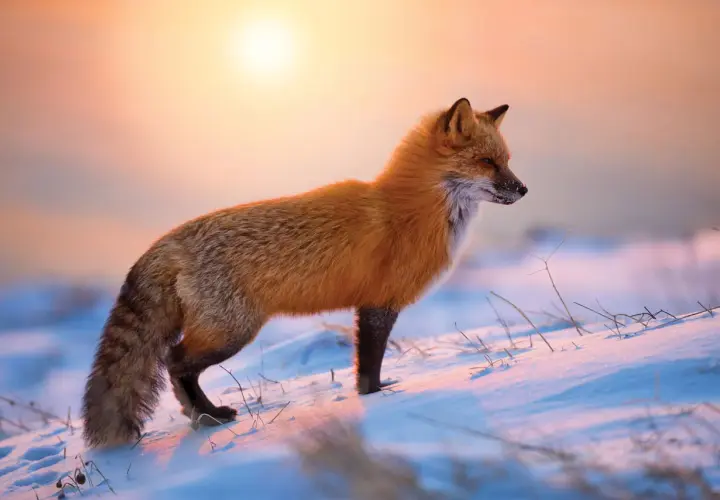 Piękna fotografia zwierząt: rudy lis na śniegu o zachodzie słońca.