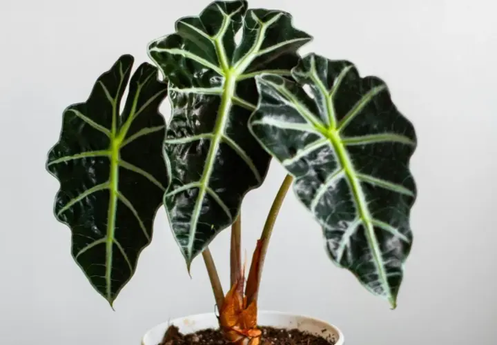 Alocasia scalprum z ciemnozielonymi, błyszczącymi liśćmi o wyraźnych, jasnych żyłkach, w białej doniczce.