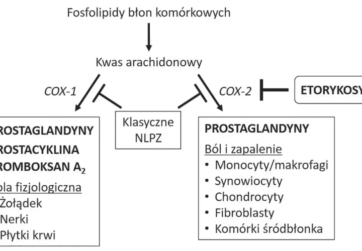 Schemat działania enzymów COX-1 i COX-2. Etorykoksib hamuje COX-2, wpływając na ból i zapalenie. Klasyczne NLPZ hamują oba enzymy.