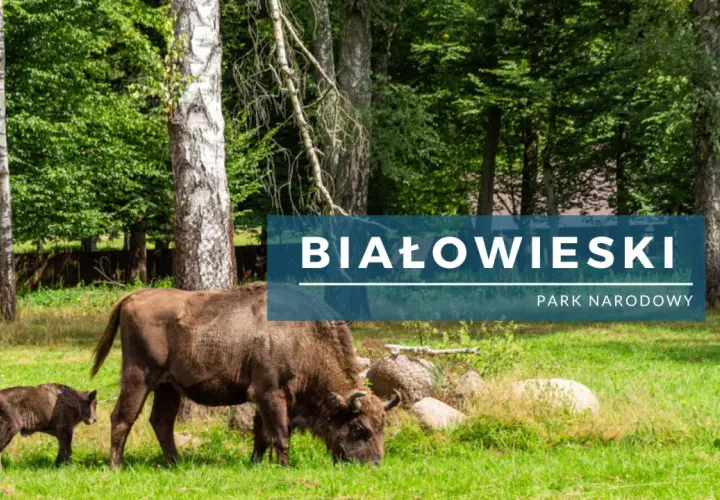 Żubrzyca z cielakiem na zielonej polanie w Białowieskim Parku Narodowym. Piękne białowieski park narodowy zdjęcia.
