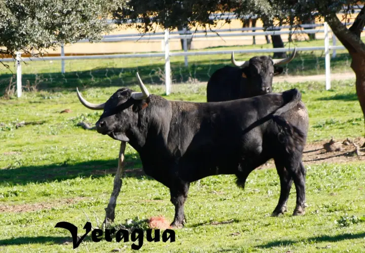 Toros bravos pastando en la ganadería Cortijoliva. Un toro negro con cuernos imponentes se alza en primer plano, mientras otro le sigue de cerca.
