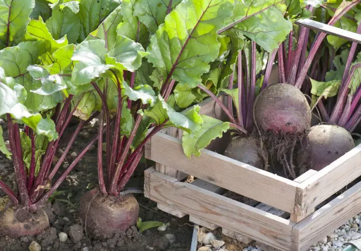 Frisch geerntete rote Bete mit grünen Blättern und roten Stielen liegen in einer Holzkiste. Die Ernte ist erfolgreich!
