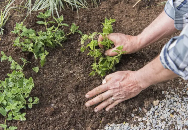Mains plantant une verveine citronnelle en pot dans la terre.