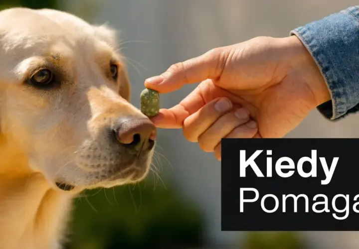Złoty retriever wącha przysmak. To ludzki probiotyk dla psa, który pomaga mu czuć się lepiej.