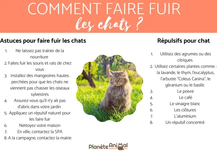 Un chat majestueux assis dans l'herbe, entouré de conseils pour un anti chat jardin efficace.