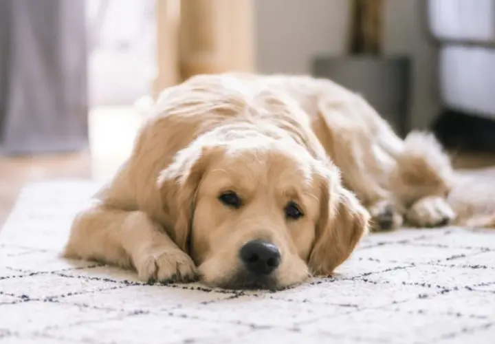 Un perro labrador dorado descansa en una alfombra con un patrón de rombos.