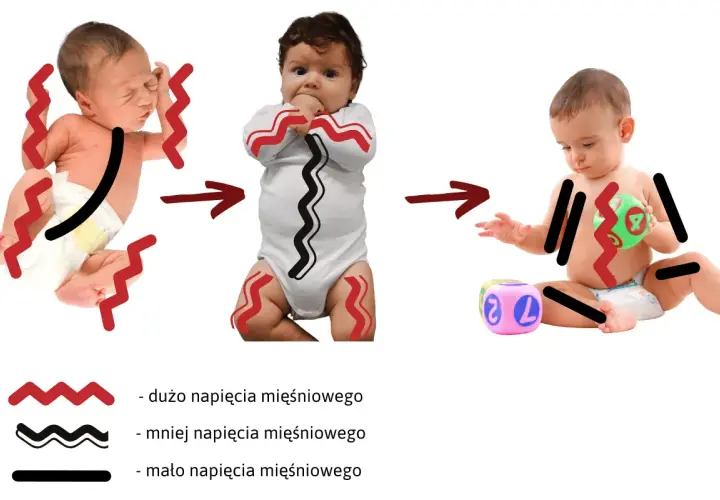 Trzy etapy rozwoju niemowlęcia: od wzmożonego napięcia mięśniowego, przez zmniejszone, aż do swobodnych ruchów.