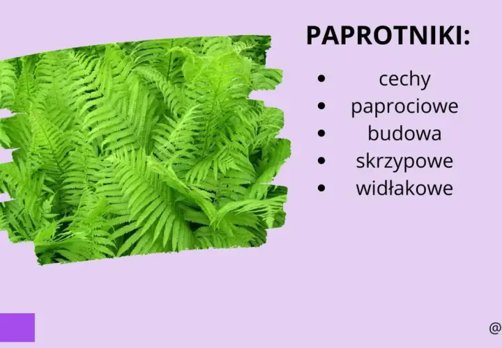 Paprotniki: cechy paprociowe, budowa skrzypowe, widłakowe. Bujne, zielone liście paproci tworzą gęsty dywan.