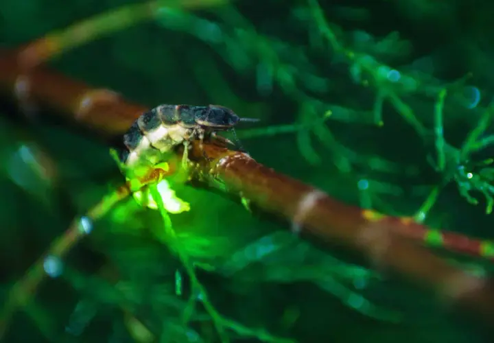Una pequeña luciernaga brilla en una rama en España, iluminando la noche verde.