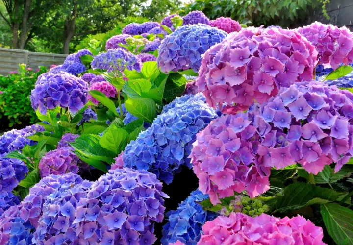 Abundante hortensia en maceta, con flores azules y rosadas vibrantes, creando un tapiz floral exuberante y lleno de color.