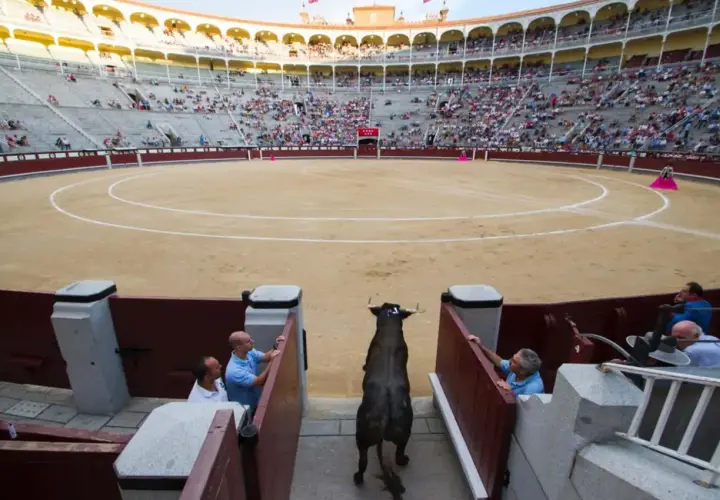 Un toro bravo entra en la arena, preparándose para el tercio de varas ante una multitud expectante.
