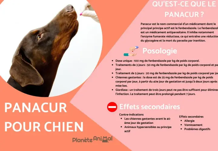 Un chien brun reçoit une pilule. Le texte mentionne le Panacur pour chien et ses effets secondaires possibles.