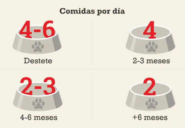 Un cachorro de 2 meses come 4 veces al día. La imagen muestra cuántas comidas diarias necesita un perro según su edad.