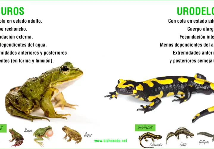 Comparación de tipos de ranas (anuros) y urodelos. Se muestran una rana verde y una salamandra, destacando sus diferencias físicas y reproductivas.