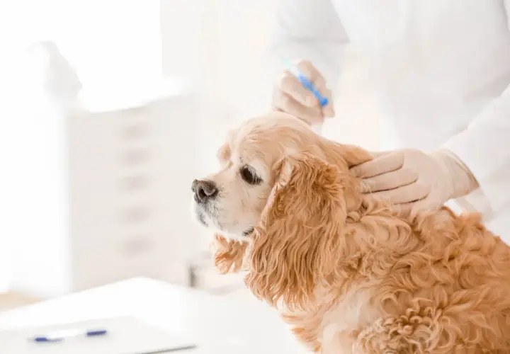 Veterinario administra inyección para castración química perro. Un cocker spaniel dorado recibe tratamiento.