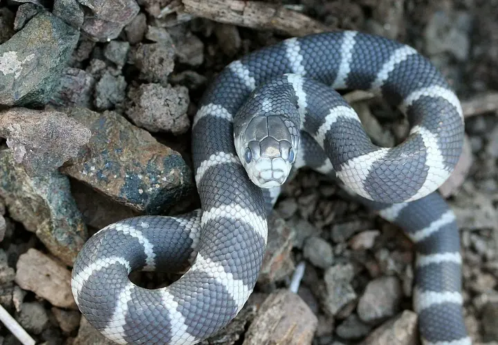 Serpiente rey mexicana con llamativas bandas grises y blancas, posada entre rocas y tierra.