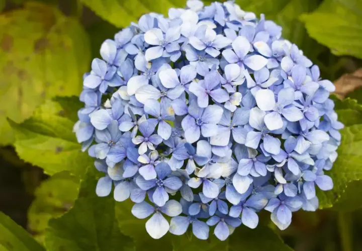 Un mazzo di ortensie blu, con foglie verdi sullo sfondo. Queste immagini possono aiutare a identificare le malattie delle ortensie.