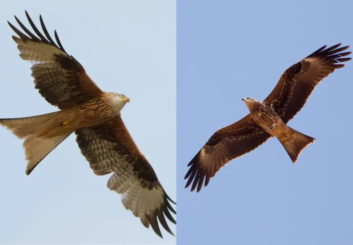 Zwei Rotmilane im Flug von unten betrachtet. Ihre weit ausgebreiteten Flügel und gegabelten Schwänze sind gut zu erkennen.