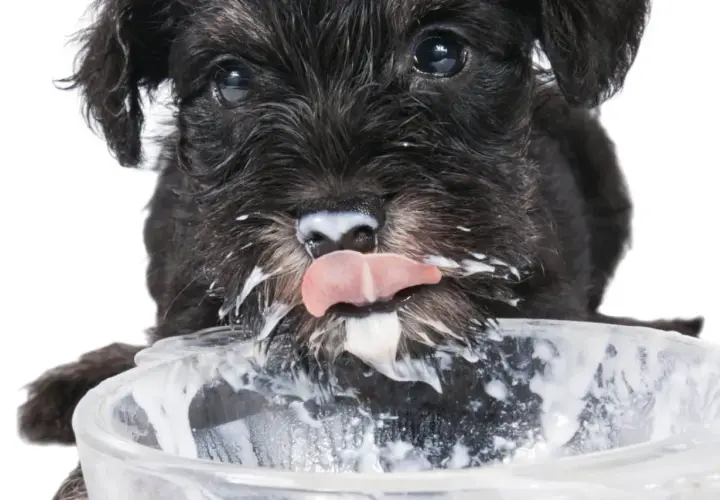 Un cachorro schnauzer negro, con la cara cubierta de yogur, lame un cuenco. ¡Los perros pueden comer yogur!