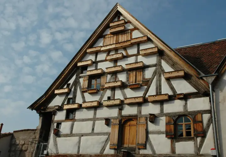 Fachwerkhaus mit vielen kleinen Holzkästen, die als mauersegler nest dienen.