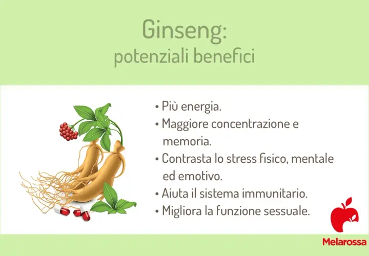 Ginseng: benefici e controindicazioni. Radici, bacche e capsule mostrano i potenziali effetti positivi su energia, concentrazione, stress e sistema immunitario.