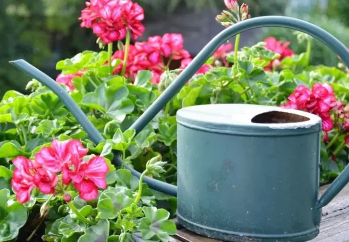 Zielona konewka wśród bujnych, kwitnących na różowo pelargonii pełnych.