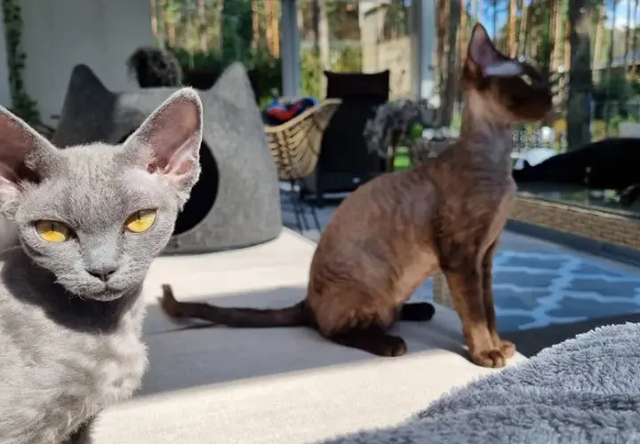Gdzie znaleźć kocięta Devon Rex w Pomorskim? Najlepsze hodowle