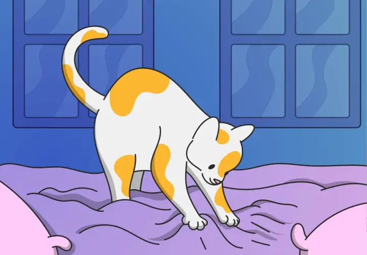 A white and orange cat kneads a purple blanket, perhaps wondering why doesn't my cat make biscuits.