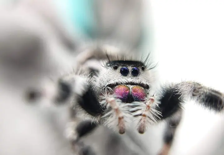 Puszysta tarantula z błyszczącymi, fioletowymi oczami i czarnymi, błyszczącymi oczami.