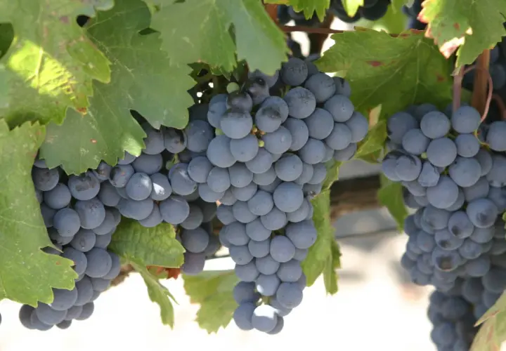 Grappes de raisins noirs mûrs sur pied, avec des feuilles vertes.