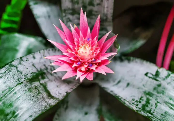 Aechmea: cura e consigli per una pianta rigogliosa. Fiore rosa acceso e foglie verdi con sfumature argentate.