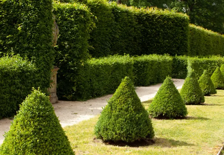 Jardin à la française avec des thuyas taillés en cône, parfaits pour savoir quand tailler les thuyas.