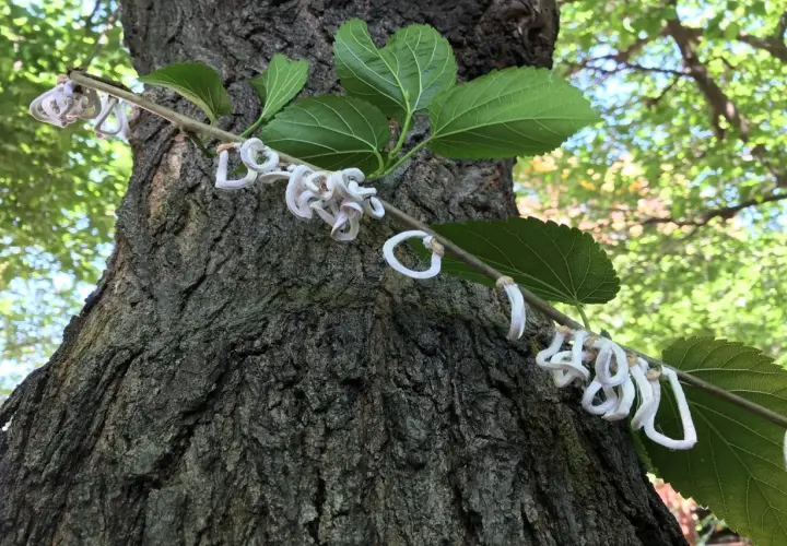 Un ramo con foglie verdi e fiori bianchi a forma di anello, forse di Takahashia japonica insetto adulto, si appoggia su un tronco d'albero rugoso.