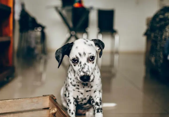 Cachorro dálmata con mirada triste, quizás sufriendo de ansiedad por separación perros.