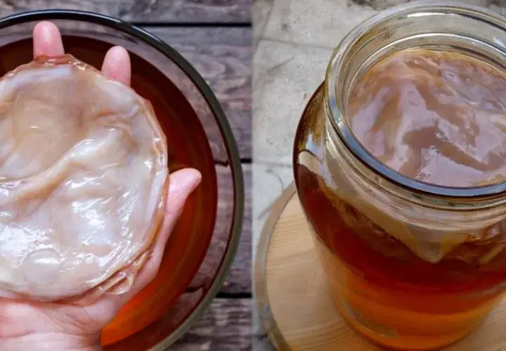 Kombucha - gdzie kupić i jak samodzielnie zrobić zdrowy napój?