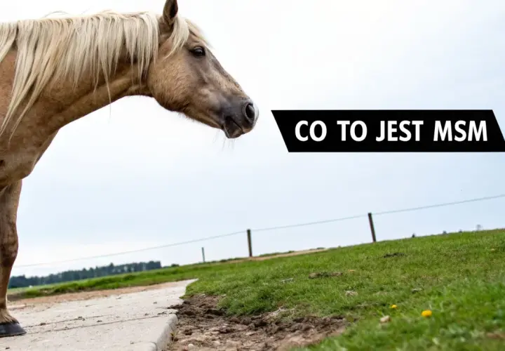 Koń na pastwisku. Siarka organiczna na co? MSM to suplement diety dla koni, wspierający stawy i sierść.