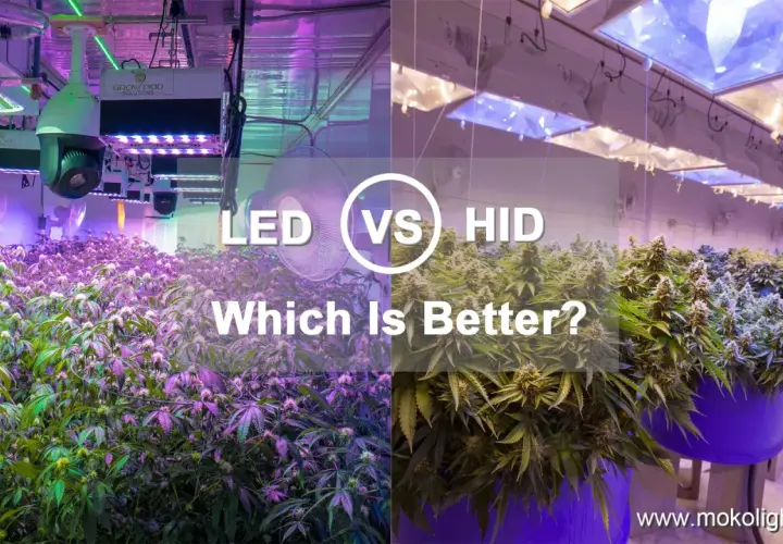 Comparación de cultivo: LED vs. HID. ¿Qué es mejor para tus plantas?