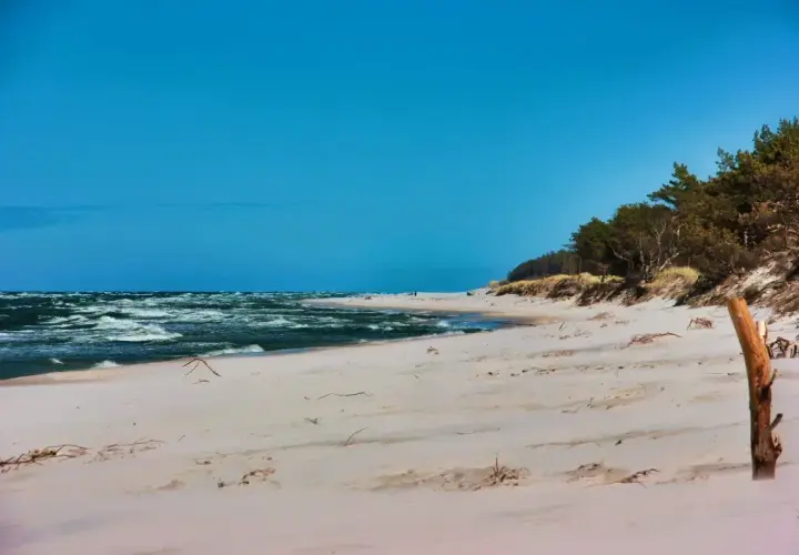 Plaża z piaszczystymi wydmami i lasem sosnowym, idealne miejsce na camping w Trójmieście.